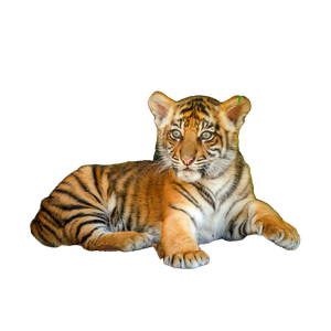 Charming Bengal Tiger Cub Resting Peacefully With Lush Green Leaves In The Background. 16514 - Cat PNG image with transparent background